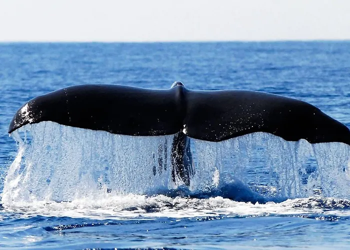 House Σπίτι διακοπών